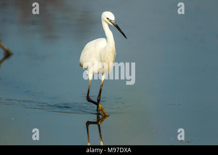 Der Seidenreiher ist eine Art kleiner Reiher in der Familie Ardeidae. Stockfoto