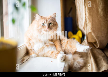Niedlich lustig Flauschige rote Katze mit weissen Flecken Stockfoto