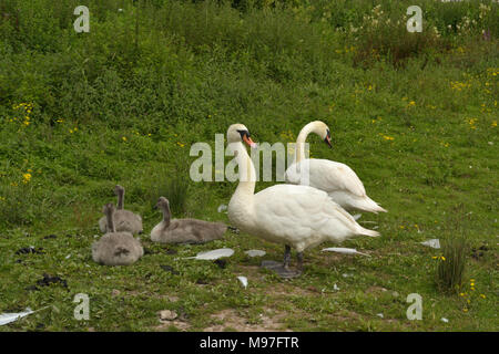 Höckerschwan Paar, Cygnus olor mit Cygnets Stockfoto