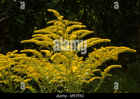 Kanadische Goldrute, Solidago canadensis Stockfoto