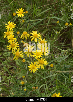 Gemeinsamen Kreuzkraut, Senecio jacobaea Stockfoto