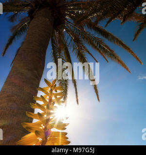 Instagram urlaub Look-up-Schauen in eine Palme in Richtung der Sonne durch ein gelbes Aloe vera Blume Stockfoto