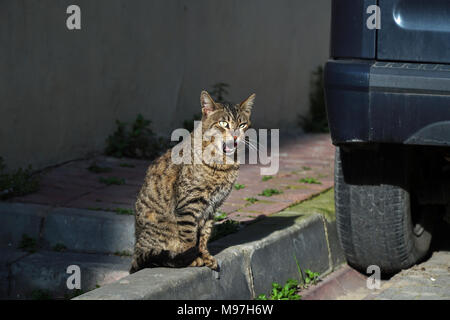 Tabby Katze ist GÄHNEN an der Straße in der Nähe ein Auto. Es sieht aus wie erstaunt. Stockfoto