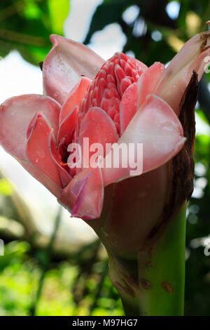 Blumen und Blüten sowie deren Knospen der tropischen krautige Staude Fackel Ingwer, Etlingera elatiorbegonie Erdbeere Stockfoto