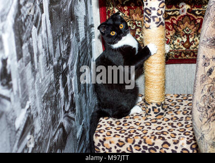 Die Katze schärft die Krallen an Kratzbaum, das Thema der schönen Katzen im Haus Stockfoto