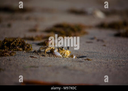 Ein gelbes Land crab stößt seinen Kopf ein Loch in den Sand, Grenada, Karibik Stockfoto