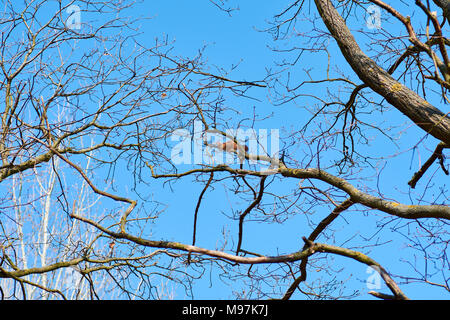 Zweige eines Baumes mit einem orangefarbenen Eichhörnchen und ein heller blauer Himmel an einem sonnigen Tag Stockfoto
