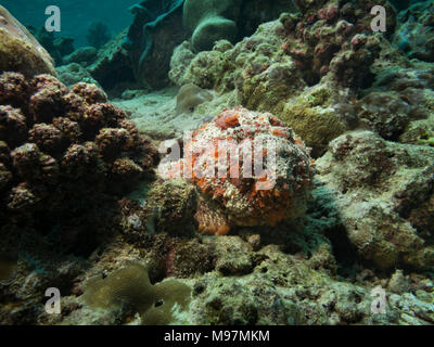 Reef Steinfisch Synanceia verrucosa,, in der Mitte der Abfahrt Kanal auf Korallenriff, Bathala, Malediven positioniert Stockfoto