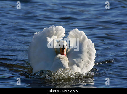 Höckerschwan Cygnus olor, Erwachsene in Gefahr Anzeige, Blackpool, England, Großbritannien Stockfoto