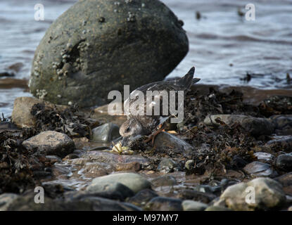 Ruddy Steinwälzer, Arenaria Interpres, juvenile ernähren sich von Krabben auf Felsen am Meer, Knott Ende am Meer, Lancashire, England, UK Stockfoto