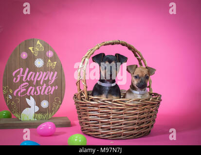 Welpen in einem Korb wünschen Ihnen ein frohes Osterfest. Perfektes Bild wenn Sie auf der Suche nach einem niedlichen Ostern Bild. Stockfoto