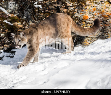 Mountain Lion Cub im Schnee auf den Felsen Stockfoto