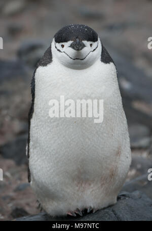 Ein Zügelpinguin (Pygoscelis antarcticus) steht auf einem Felsen in der Antarktis Stockfoto