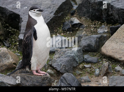 Ein Zügelpinguin (Pygoscelis antarcticus) steht auf einem Felsen in der Antarktis Stockfoto