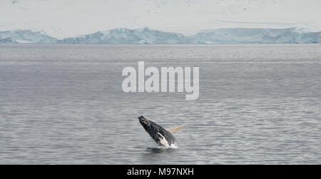 Ein Buckelwal (Megaptera novaeangliae Verletzung im Meer vor der Küste der Antarktis) Stockfoto