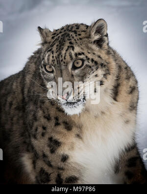 Snow Leopard Oriah bei Triple D Game Farm Stockfoto