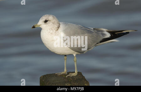 Eine atemberaubende Sturmmöwe (Larus canus) auf einem hölzernen Pfosten bei Flut in Kent, Großbritannien thront. Stockfoto