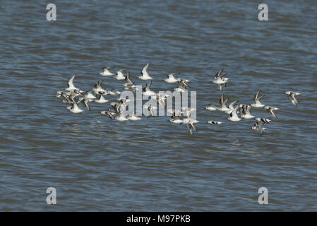 Eine Herde von atemberaubenden Sanderling (Calidris alba) und der alpenstrandläufer (Calidris alpina) Fliegen über dem Meer bei Flut in Kent, Großbritannien. Stockfoto