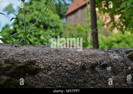 Kleine salamander sitzt auf einem Stein Stockfoto