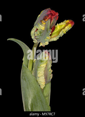 Zwei parrot Tulpen 'Blumex' isoliert auf einem schwarzen Hintergrund Stockfoto
