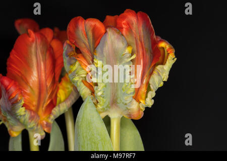 Nahaufnahme der bunte Papagei Tulpen 'Blumex' auf schwarzem Hintergrund Stockfoto