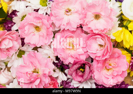 Wilde Rosen und Chrysanthemen - bunte Blumen als eine natürliche Nähe Hintergrund Bild mit weißen und rosa Blüten angeordnet