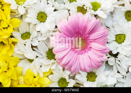 Chrysanthemen und Gerbera - Blumen arrangiert als natürlichen Hintergrund Bild mit Weiß, Gelb und rosa Blüten - Schöne Nahaufnahme Stockfoto