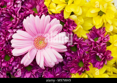 Chrysanthemen und Gerbera - Blumen arrangiert als natürlichen Hintergrund Bild mit rosa, gelb und lila Blüten - Schöne Nahaufnahme photog Stockfoto