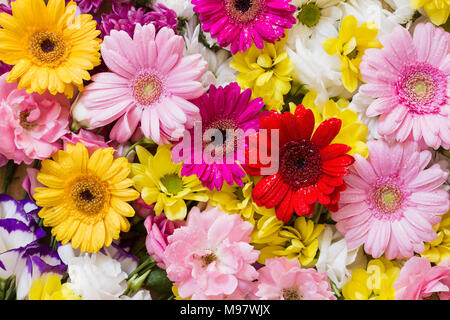 Die Gerbera und anderen bunten Blumen als natürlichen Hintergrund Bild mit weißen, gelben, roten und rosa Blüten - Flach Fotografie angeordnet Stockfoto