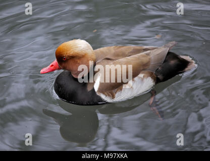 Rot Crested Tafelenten (Netta Rufina) männlich Stockfoto