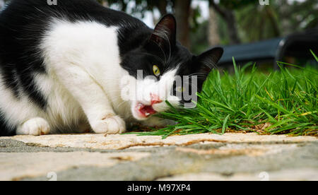 Schwarze und weiße Katze essen Gras draussen. Stockfoto