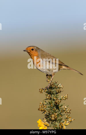 Robin thront auf blühenden Ginster Stockfoto