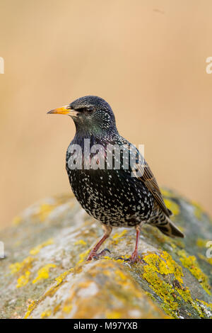 Starling sitzt auf Felsen Stockfoto