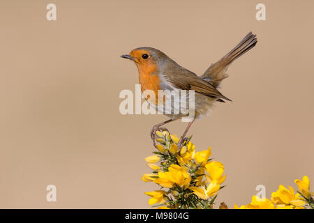 Robin thront auf blühenden Ginster Stockfoto