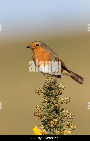 Robin thront auf blühenden Ginster Stockfoto