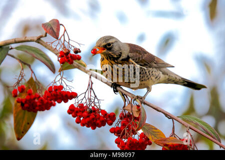 Wacholderdrossel essen Vogelbeeren Stockfoto