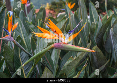 Nahaufnahme der Paradiesvogel Blume oder strelitzie Stockfoto