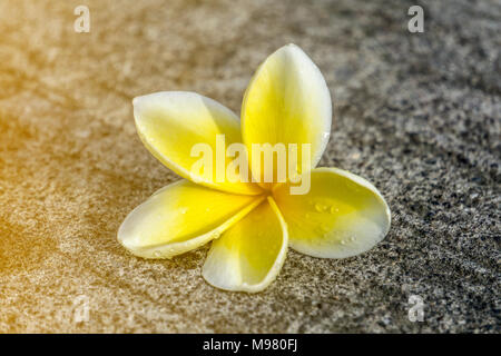 Close-up einzelne weiße Plumeria flower auf konkrete Straße Textur mit weichen Sonnenlicht strahlen und selektiven Fokus Stockfoto