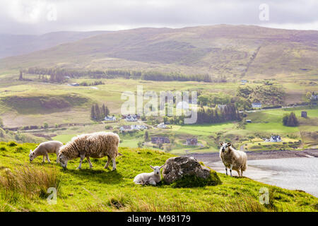 Schottland, Innere Hebriden, Skye, Insel, Isle of Skye, Loch Snizort, Schaf, Lamm. Stockfoto