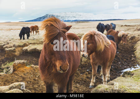 Island, wilde Pferde mit schneebedeckten Bergen im Hintergrund Stockfoto