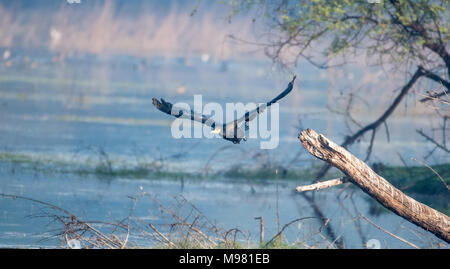 kleinen Kormoran Stockfoto