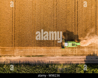 Mähdrescher auf einem Feld von Weizen, Luftbild. Stockfoto