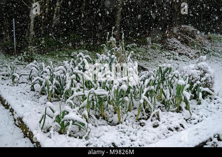 Lauch in Schnee auf eine Zuteilung abgedeckt. Stockfoto