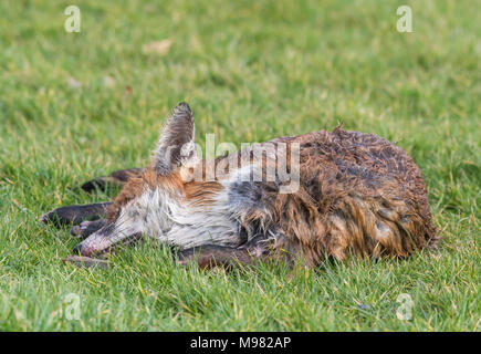 Vor kurzem fox Festlegung tot auf Gras von einem Straßenrand in Großbritannien getötet. Stockfoto