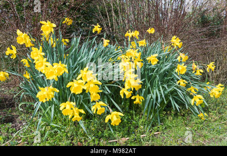 Gelbe Trompete Narzissen (Narcissus) wächst im Frühjahr in West Sussex, England, UK. Stockfoto