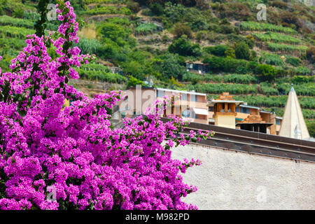 Schönen Sommer rosa Bougainvillea Blüten in Riomaggiore - einer von fünf berühmten Dörfer der Cinque Terre Nationalpark in Ligurien, Italien. Stockfoto