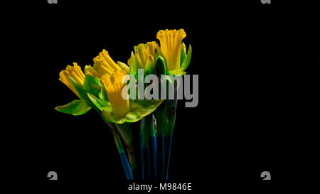 Gelbe Narzissen Blumen auf schwarzem Hintergrund Stockfoto