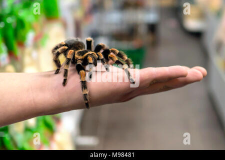 Große Spinne tarantula sitzt kriechen auf den Arm des Mannes Stockfoto