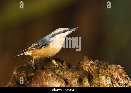 - Kleiber Sitta europaea, Stanley Park, Blackpool, Lancashire fotografiert. Diese charismatische Vogel fand eine Welle von Sonnenschein im schattigen Wald Stockfoto