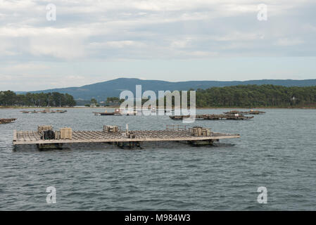 Mussel Aquakultur Flöße, Batea, in Arousa Mündung, Galizien, Spanien Stockfoto